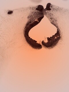 Полярные медведи обои