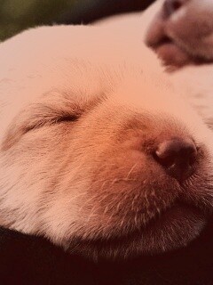 Мордочки симпатичных щенков обои