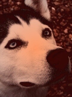 Собака хаски обои