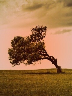Склоненное дерево обои