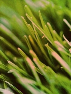 Зеленая свежая трава обои