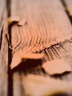 Листья на дощатом полу обои