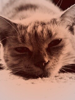 Кошара обои