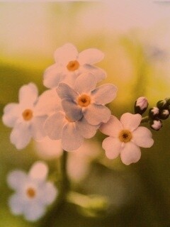 Обои цветов обои