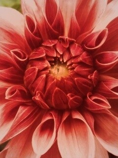 Аленький цветочек обои