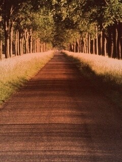 Живописная аллея обои