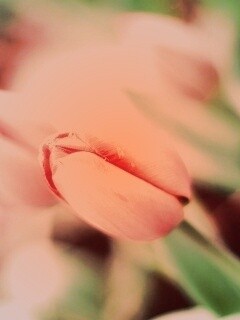 Красивый тюльпан обои