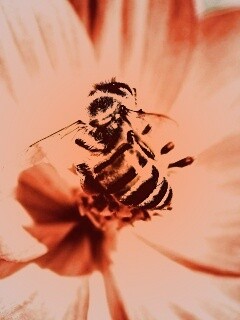 Пчела на цветке обои