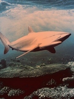 Акула в море обои