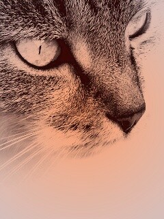 Очень красивый кот обои