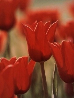 Красные цветы обои