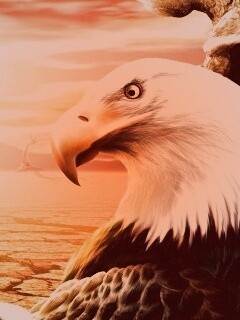 Нарисованный орел обои