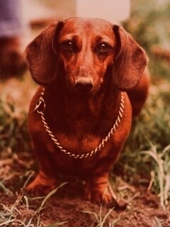 Рыжая такса обои