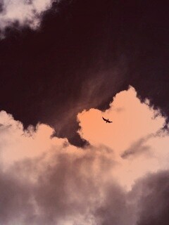 Птица в небе обои