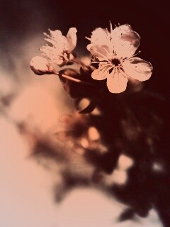 Цветок вишни обои