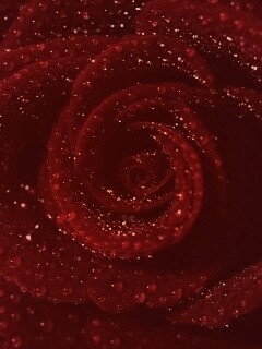 Красная роза обои