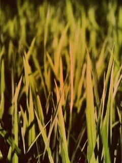 Яркая сочная трава обои