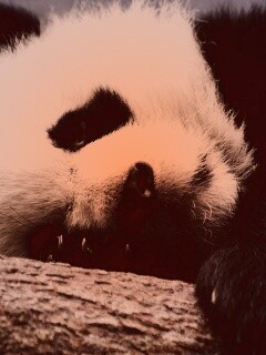 Панда на ветви обои