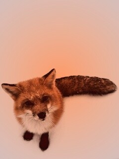 Firefox натуральный обои