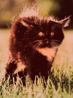 Кот воитель обои