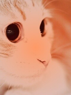 Кот с большими глазами обои