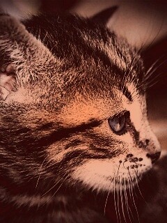 Котенок с голубыми глазами обои