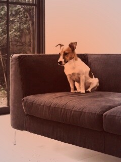 Пес на диване обои