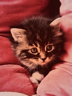 Котенок в подушках обои