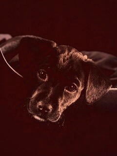 Собачка в сумке обои