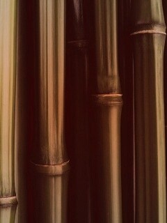 Бамбуковая роща обои