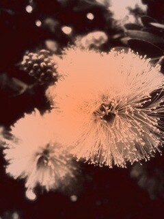 Сказочный цветок обои