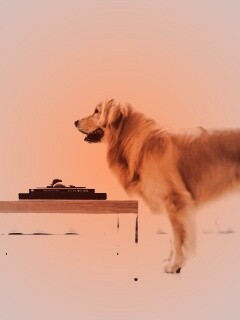 Лабрадор Ретривер обои