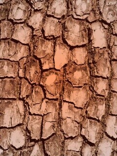 Кора дерева обои