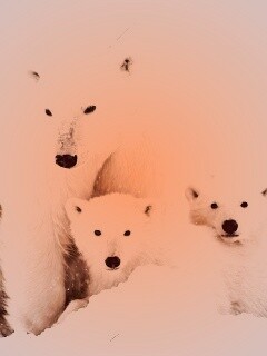 Белые медведи обои