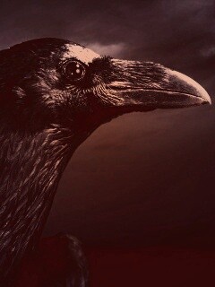 Ворон — гордая птица обои