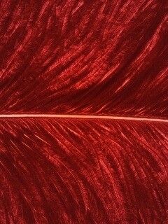 Перо попугая обои