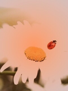 Божья коровка обои