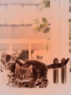 Милые котята обои