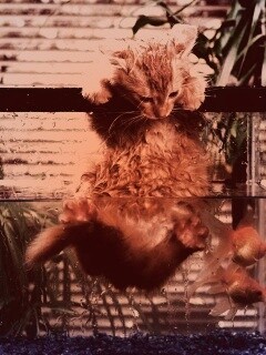 Мокрая киска обои