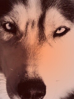 Собака с голубыми глазами обои