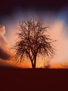 Дерево на закате обои