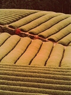 Красивые гряды обои