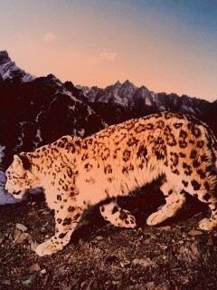 Леопард обои