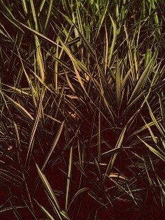 Дикая трава обои