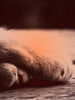 Мягкие лапки обои