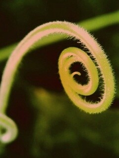 Завитушка растения обои