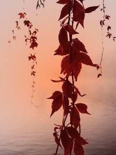 Ветви красного дерева обои