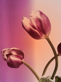 Сиреневые цветы обои