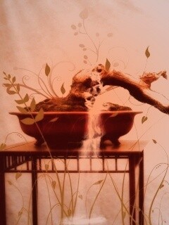 Карликовое дерево обои