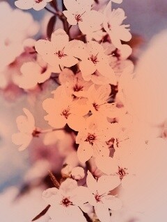 Цветение вишни обои